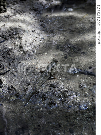 Mudskipper amphibious lungfish fish Mudskipper amphibious lungfish fish 107175571