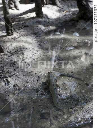 Mudskipper amphibious lungfish fish Mudskipper amphibious lungfish fish 107175572