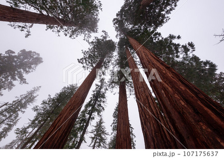 Giant Sequoias in Mariposa Grove Giant Sequoias in Mariposa Grove 107175637