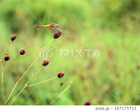 9月に咲いたかわいくて赤いワレモコウ 107175713