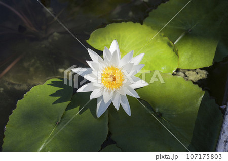 White Water lily flower in pond, top view 107175803