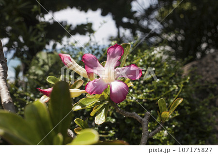 Adenium pink tropical flower on tree branch 107175827