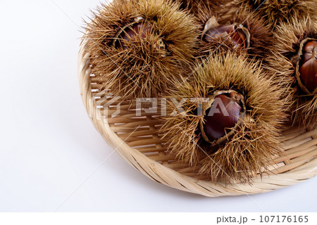 笊に収穫して並べた栗 いがぐり 白背景 笊に収穫して並べた栗 いがぐり 白背景 107176165