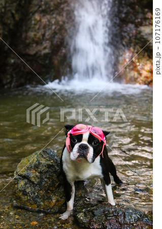 毛呂山町の獅子ヶ滝の前でゴーグルを付けて可愛く見つめるボストンテリアのマイティ君♡ 107176169