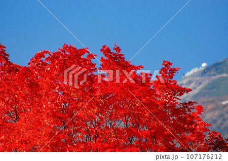 乗鞍高原 大カエデの紅葉 乗鞍高原 大カエデの紅葉 107176212