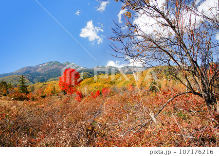 乗鞍高原　大カエデの紅葉 107176216
