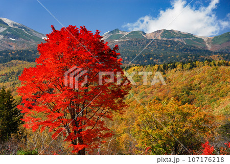 乗鞍高原 大カエデの紅葉 乗鞍高原 大カエデの紅葉 107176218