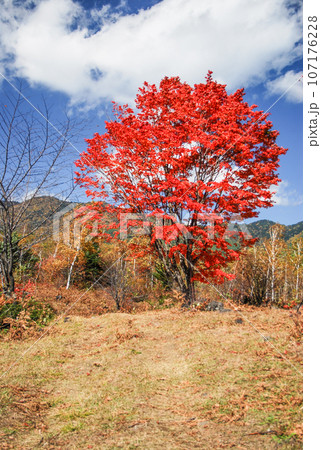乗鞍高原　カエデの紅葉 107176228