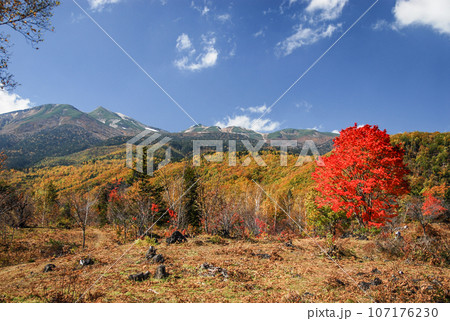乗鞍高原 大カエデの紅葉 乗鞍高原 大カエデの紅葉 107176230