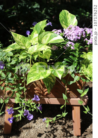 なでしこ、ポトス、トレニアの寄せ植え 107176252