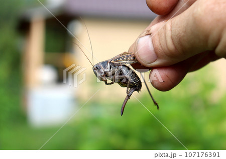 A man holds captured locust in the garden 107176391