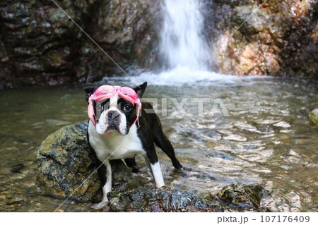 毛呂山町の獅子ヶ滝の前でゴーグルを付けて可愛く見つめるボストンテリアのマイティ君♡ 107176409