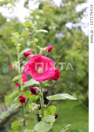 Stock rose, mallow in the garden Stock rose, mallow in the garden 107176414