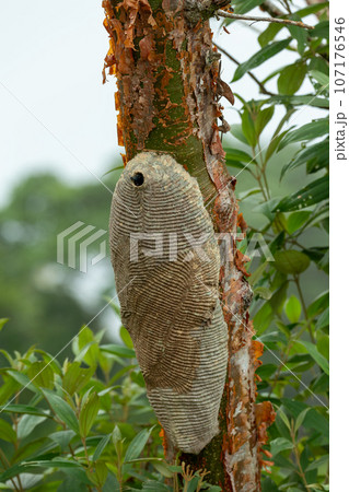 Warrior Wasp nest- Synoeca sp, Synoeca. Sabanas, Costa Rica wildlife Warrior Wasp nest- Synoeca sp, Synoeca. Sabanas, Costa Rica wildlife 107176546