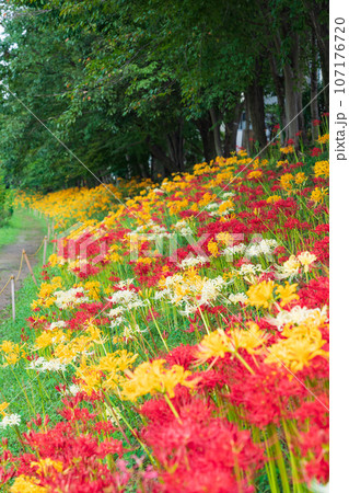 稗田川、満開のリコリス〈愛知県高浜市〉 稗田川、満開のリコリス〈愛知県高浜市〉 107176720