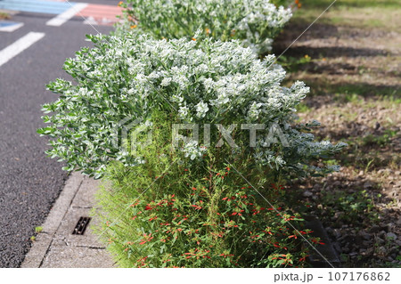 秋の庭に咲くハツユキソウの緑と白の斑入りの葉と白い小花を持つハツユキソウの花 秋の庭に咲くハツユキソウの緑と白の斑入りの葉と白い小花を持つハツユキソウの花 107176862