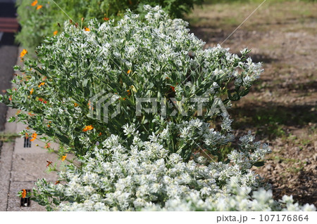 秋の庭に咲くハツユキソウの緑と白の斑入りの葉と白い小花を持つハツユキソウの花 秋の庭に咲くハツユキソウの緑と白の斑入りの葉と白い小花を持つハツユキソウの花 107176864