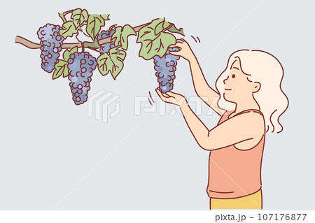 Little girl plucks grapes from branch while visiting farm and wants to healthy berries 107176877
