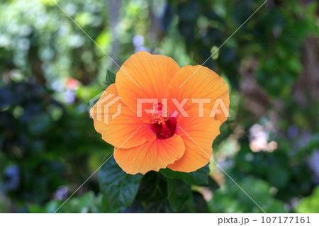Orange Hibiscus flower growing in summer garden 107177161