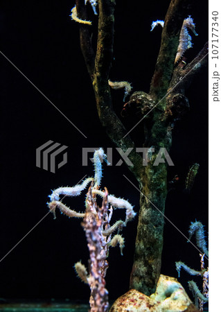 White spotted Seahorse swimming in deep dark sea White spotted Seahorse swimming in deep dark sea 107177340