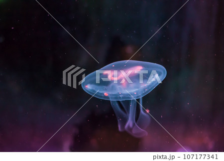 Moon jellyfish swimming in deep blue ocean 107177341