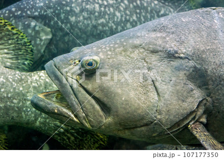 Large fish Giant grouper (Epinephelus lanceolatus) in aquarium 107177350