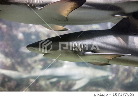 Portrait of shark 107177658