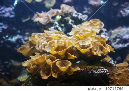 Red mushroom coral. Actinodiscus cardinalis Red mushroom coral. Actinodiscus cardinalis 107177664