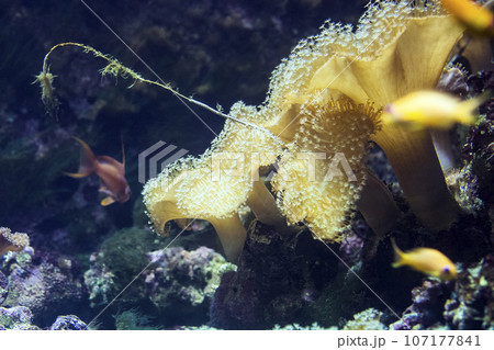 Leather coral (Sarcophyton) in aquarium Leather coral (Sarcophyton) in aquarium 107177841