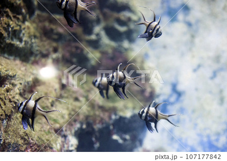 Banggai cardinalfish (Pterapogon kauderni) tropical fish Banggai cardinalfish (Pterapogon kauderni) tropical fish 107177842