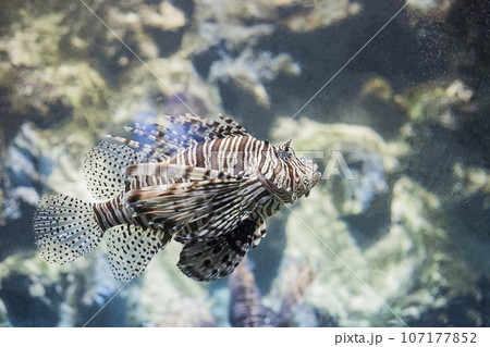 Devil lionfish (Pterois miles) tropical fish in aquarium Devil lionfish (Pterois miles) tropical fish in aquarium 107177852