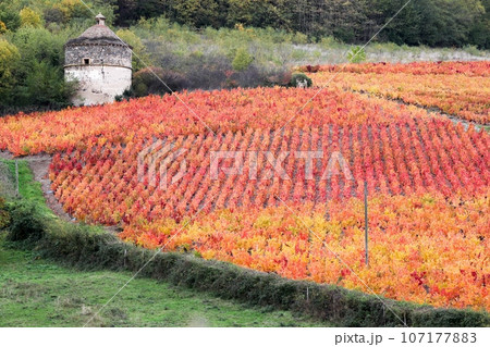 Dovecote and vineyards in Beaujolais during autumn season, France 107177883
