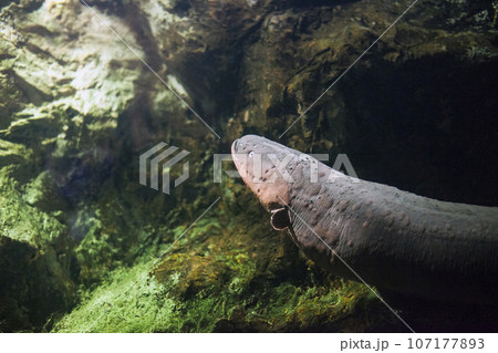 Electric eel fish (Electrophorus electricus) in aquarium 107177893