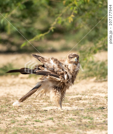 Tawny eagle or Aquila rapax bird of prey with full wingspan and beautiful wings display pattern closeup in natural green background at tal chhapar sanctuary rajasthan India asia 107177944