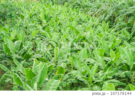 ロンビエン橋から見えるバナナ畑 ロンビエン橋から見えるバナナ畑 107178144