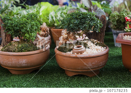 Small decorative buxus sempervirens bonsai potted for sale Small decorative buxus sempervirens bonsai potted for sale 107178235