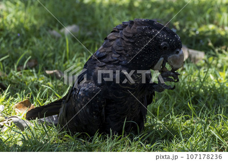 Portrait of a beautiful Australian red-tailed black cockatoo in grass Portrait of a beautiful Australian red-tailed black cockatoo in grass 107178236
