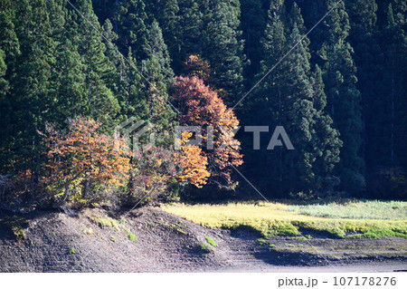 杉沢溜池の奥に見える森の中に映える紅葉 107178276