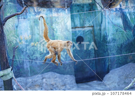 江戸川動物園、東京、日本、動物園、無料、 江戸川動物園、東京、日本、動物園、無料、 107178464