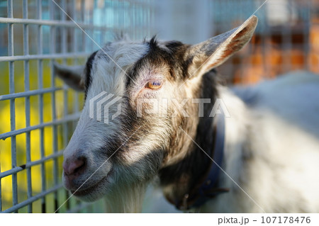 江戸川動物園、東京、日本、動物園、無料、 107178476