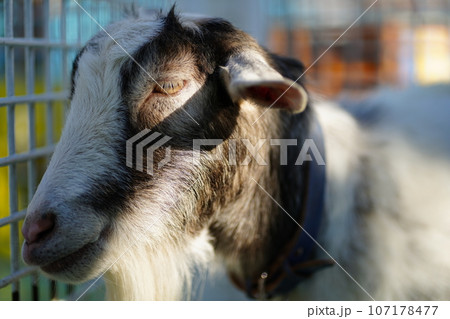 江戸川動物園、東京、日本、動物園、無料、 107178477