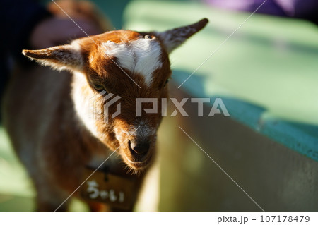 江戸川動物園、東京、日本、動物園、無料、 107178479