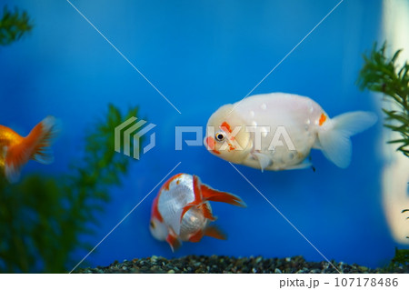 江戸川動物園、東京、日本、動物園、無料、 107178486