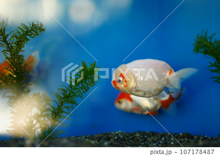 江戸川動物園、東京、日本、動物園、無料、 107178487