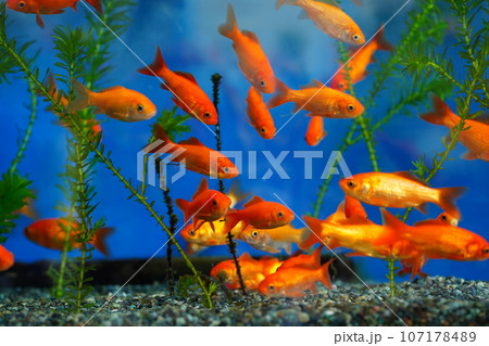 江戸川動物園、東京、日本、動物園、無料、 107178489