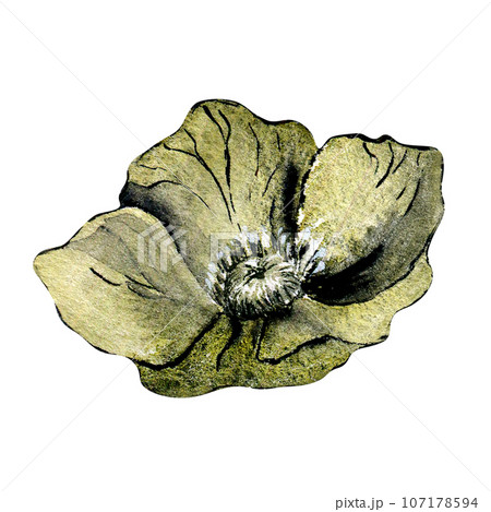 Watercolor dark grey hellebore flower isolated on white background. Gothic floral botanical Illustration hand drawn. Gothic Dark Wedding Decoration in vintage style. Element for invitation, backdrop 107178594