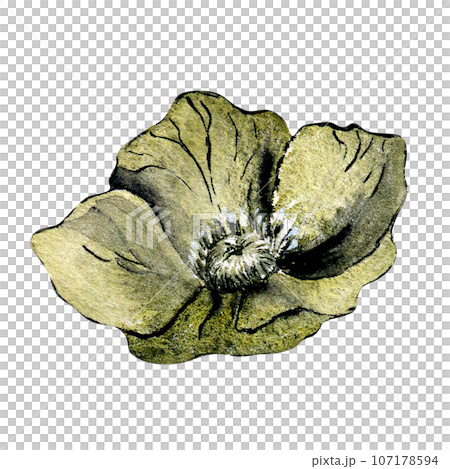 Watercolor dark grey hellebore flower isolated on white background. Gothic floral botanical Illustration hand drawn. Gothic Dark Wedding Decoration in vintage style. Element for invitation, backdrop 107178594