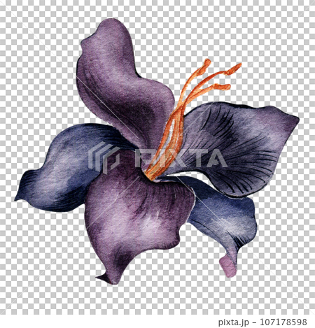 Watercolor dark purple lily flower isolated on white background. Gothic floral botanical Illustration hand drawn. Gothic Dark Wedding Decoration in vintage style. Element for invitation, backdrop Watercolor dark purple lily flower isolated on white background. Gothic floral botanical Illustration hand drawn. Gothic Dark Wedding Decoration in vintage style. Element for invitation, backdrop 107178598