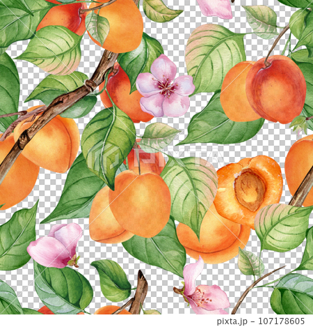 Watercolor seamless pattern of branch with apricot, green leaves isolated on white. Painting fruit tree, fruitage hand drawn. Design element for card, package, poster, label jam, cosmetic, juice, oil Watercolor seamless pattern of branch with apricot, green leaves isolated on white. Painting fruit tree, fruitage hand drawn. Design element for card, package, poster, label jam, cosmetic, juice, oil 107178605