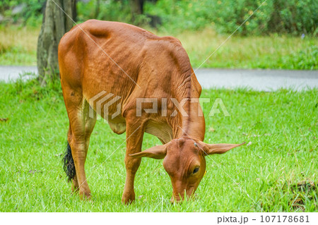 ベトナムの牛 107178681